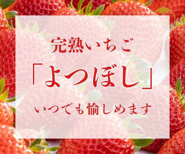希少品種のいちご「よつぼし」販売の【丸進ファーム】(23-0719)