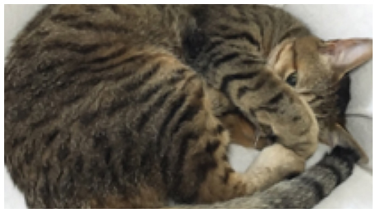 はく君
